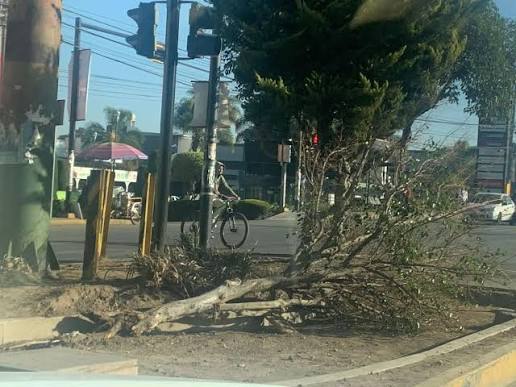 Ayuntamiento de Puebla pausa retiro de árboles en Bosques de San Sebastián tras inconformidad vecinal