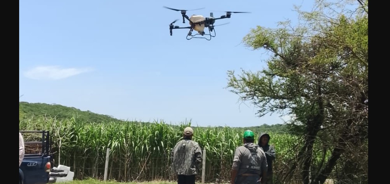 Drone agrícola fumigando cultivos de caña de azúcar en Tepeojuma.