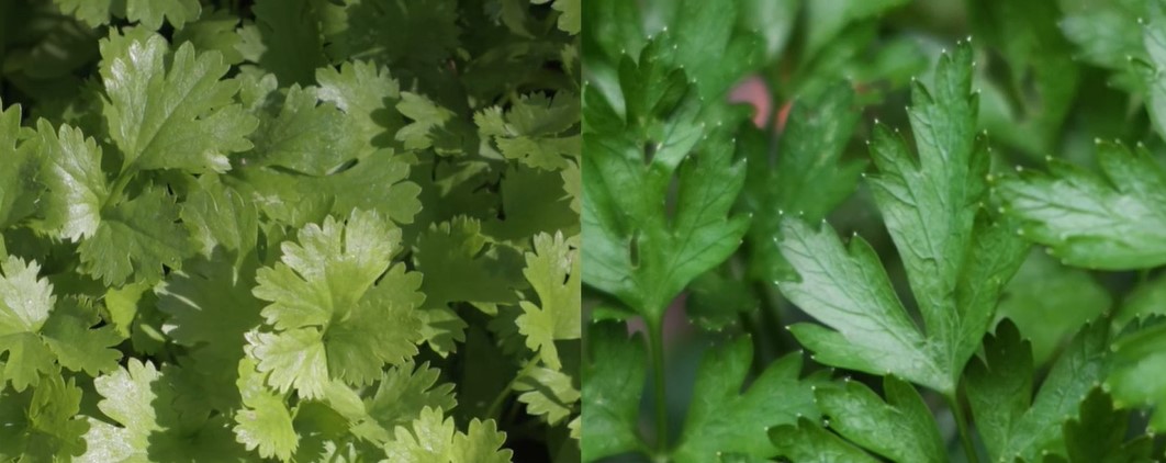 Manojo de cilantro y perejil frescos.