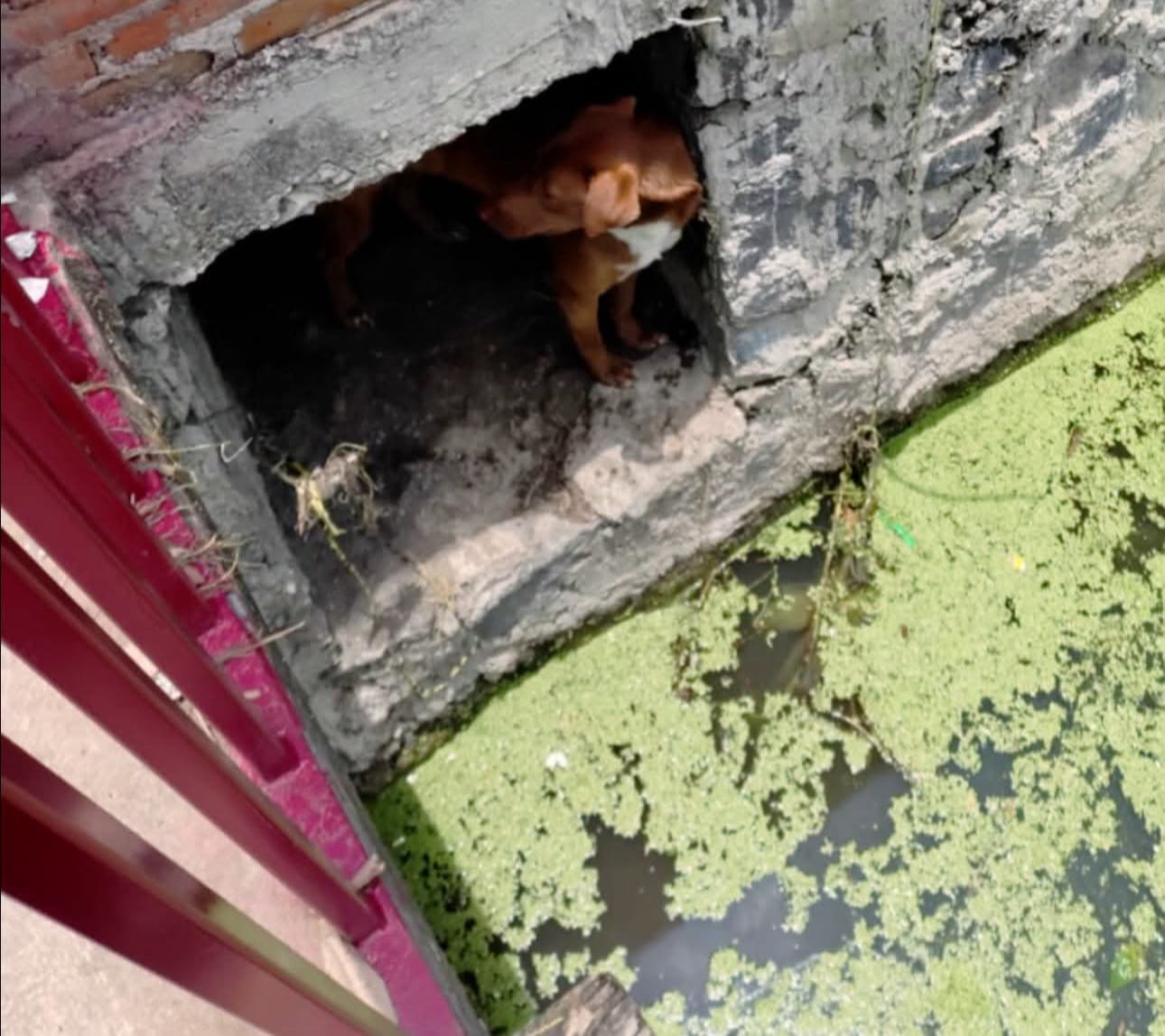 Bomberos de Cuautlancingo rescatan a un perro y un gato atrapados en alcantarilla y vaso regulador