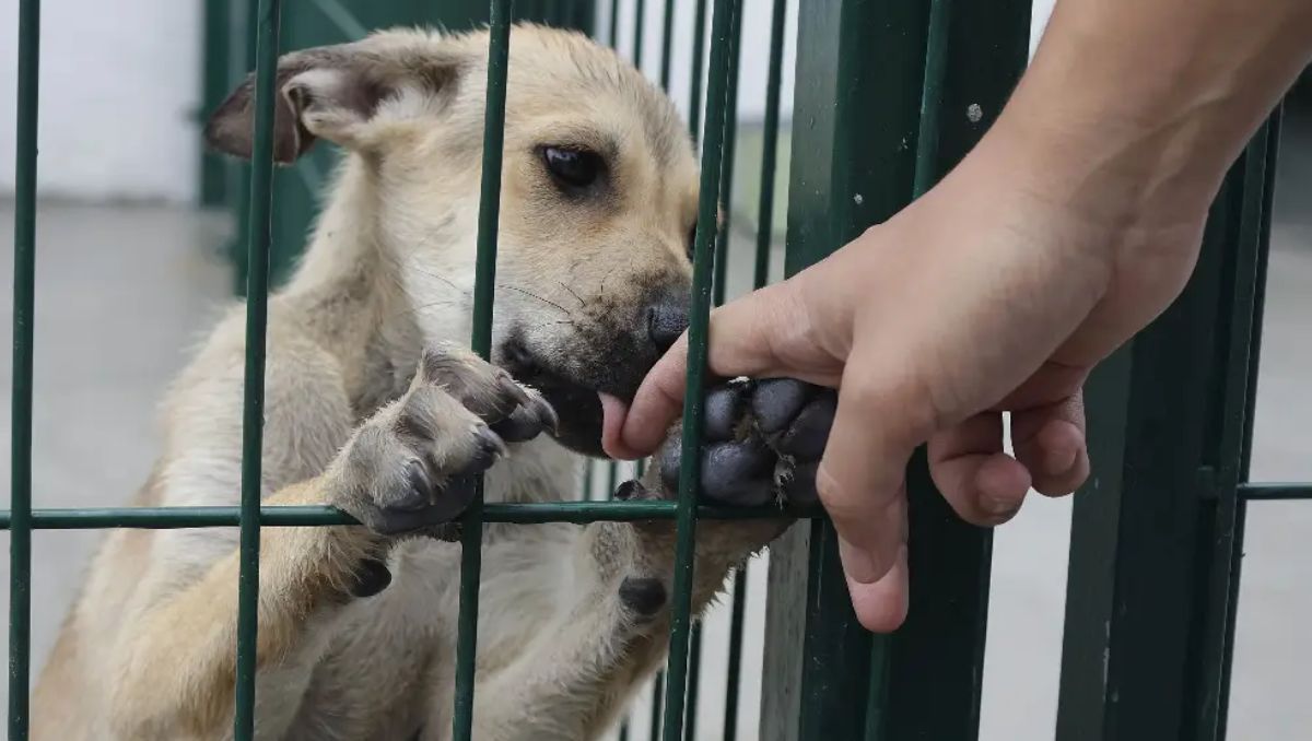 Solo cinco denuncias por crueldad animal llegan a la Fiscalía en Puebla, pese a decenas de reportes cada mes