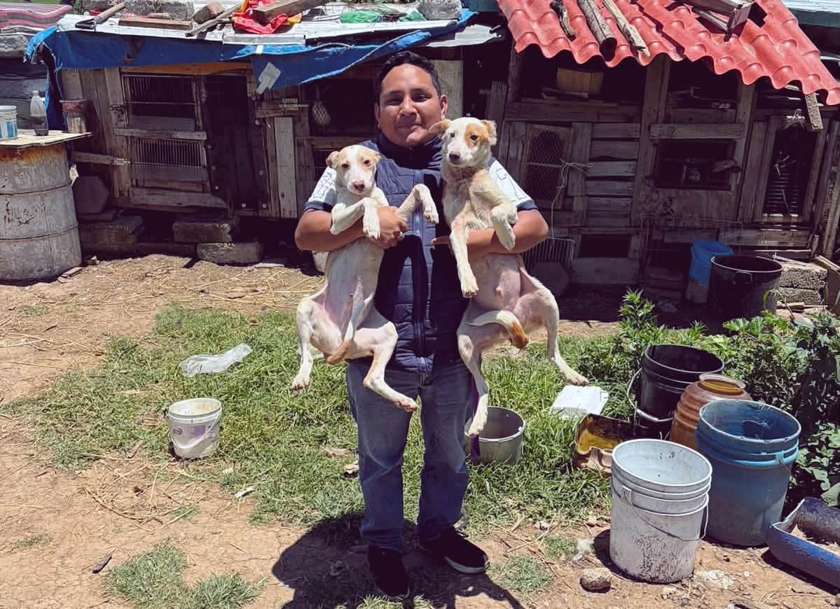 Desmantelan criadero clandestino en Calpulalpan: rescatan a 15 lomitos en plemo hacinamiento