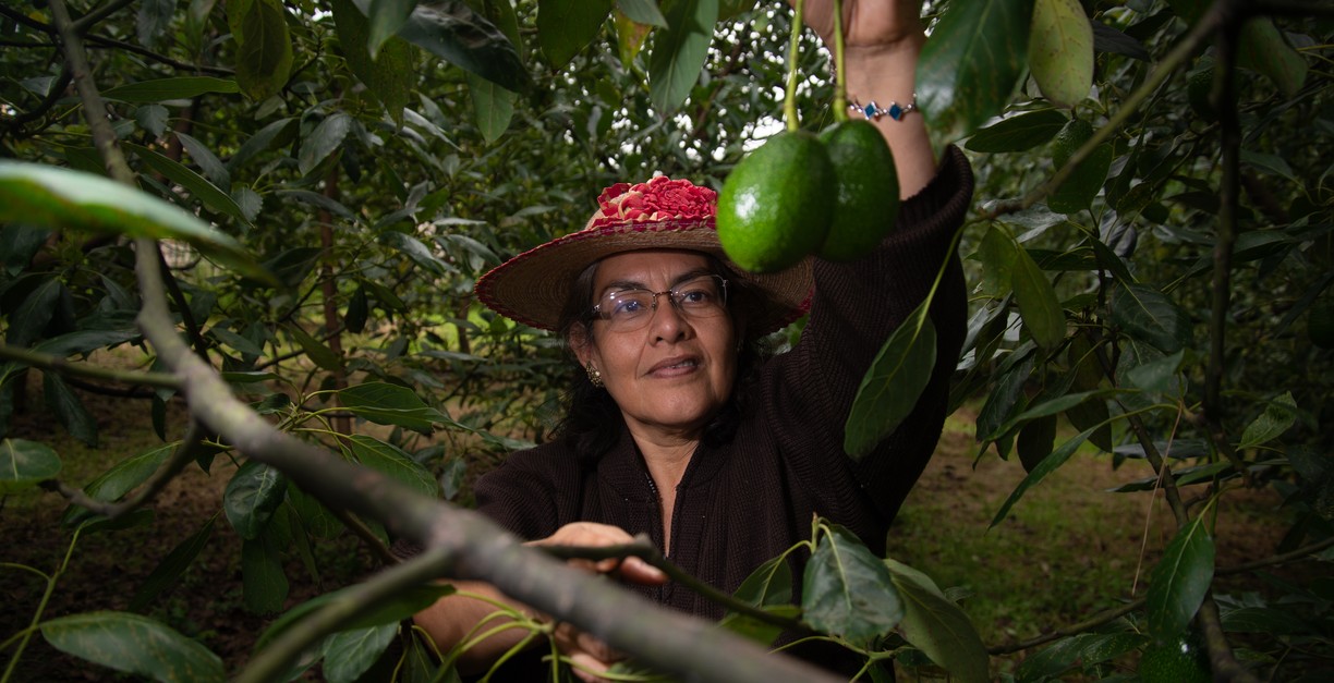 Cajas de aguacate mexicano listas para exportación.