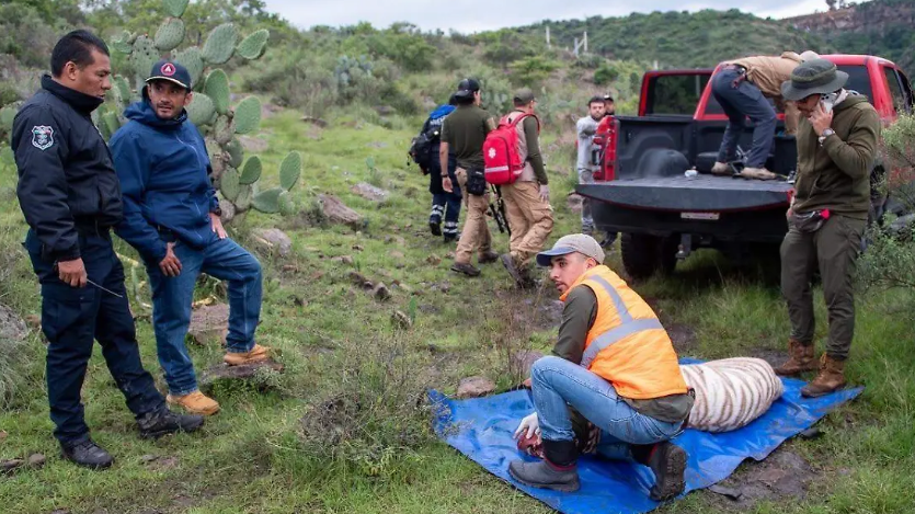 Tigre de bengala Kenzo durante operativo de rescate.