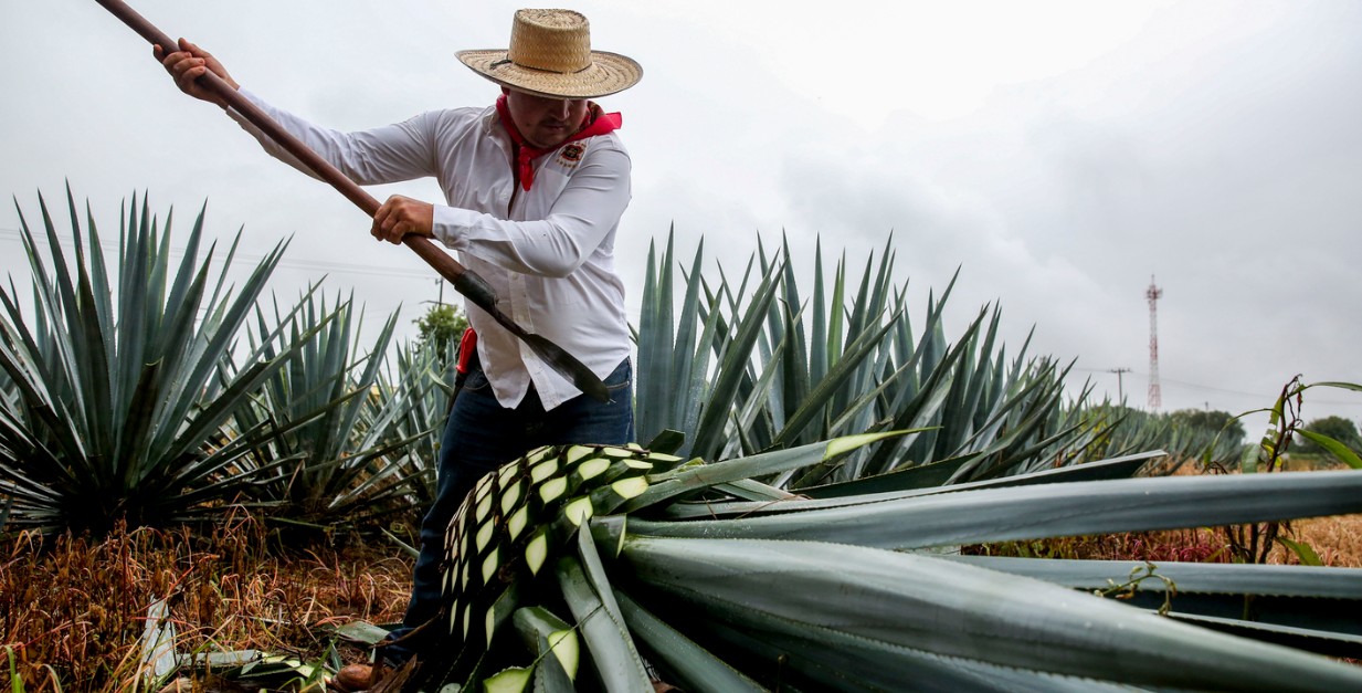 Productos agroalimentarios mexicanos destinados a exportación.