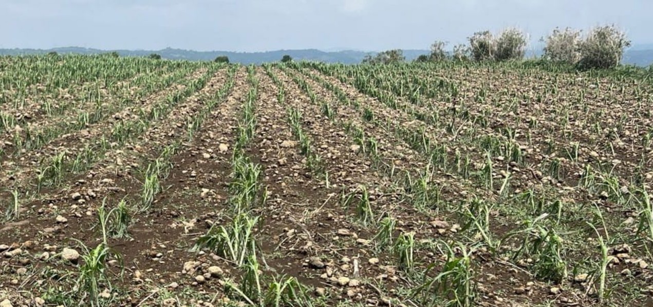 Productores revisan cultivos dañados por granizada en Atlixco.
