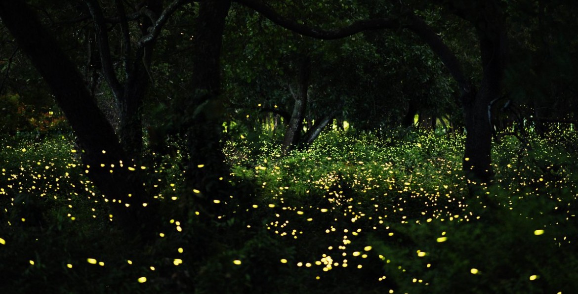 Luciérnagas iluminando un bosque de Tlaxcala durante la noche.