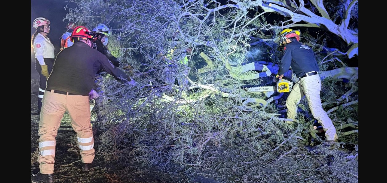 Personal de Protección Civil retira un árbol caído tras las lluvias.