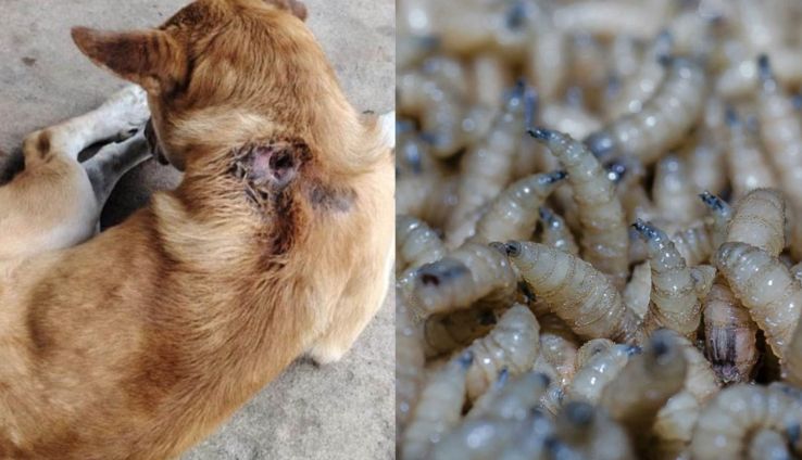Tlaxcala bajo alerta: gusano barrenador afecta a caninos ante la inacción de CBA