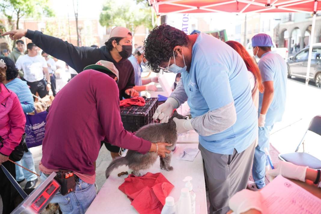 Jornada de esterilización y vacunación para mascotas en Tlaxcala.