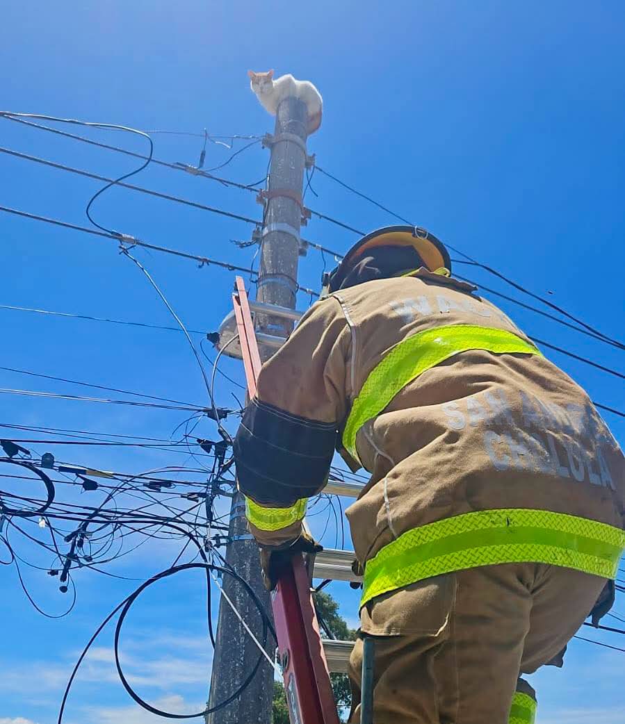 Bomberos de San Andrés Cholula rescatan a gato atrapado en un poste de nueve metros