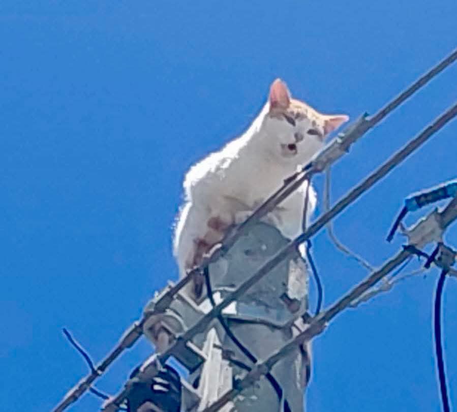Bomberos de San Andrés Cholula rescatan a gato atrapado en un poste de nueve metros