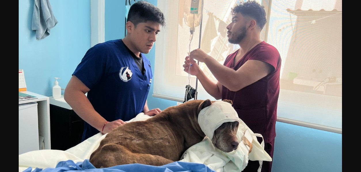Perro herido recibiendo atención veterinaria tras ser rescatado en Puebla.