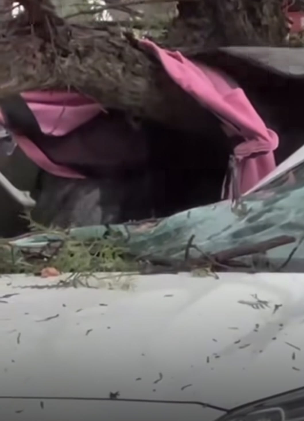 Fallece mujer tras desplome de árbol sobre un automóvil en la Recta a Cholula