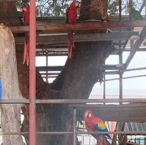 Guacamayas y loros protegidos asegurados por Profepa en Tabasco