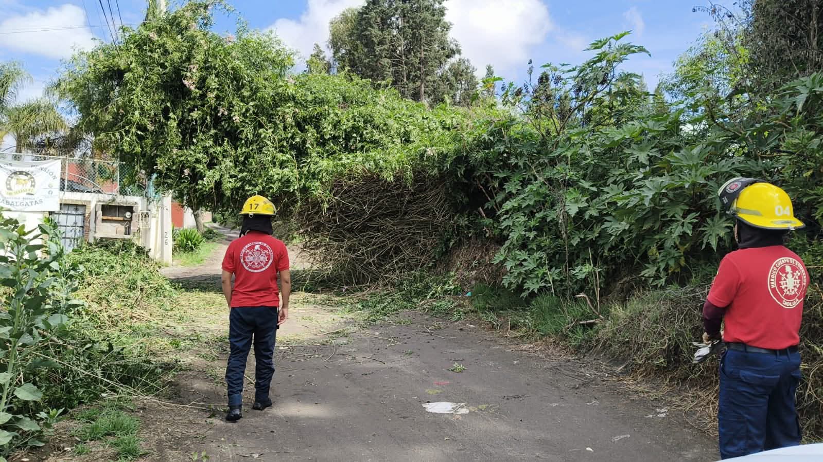 Retiran árbol caído en San Cosme Texintla para garantizar la seguridad de la población
