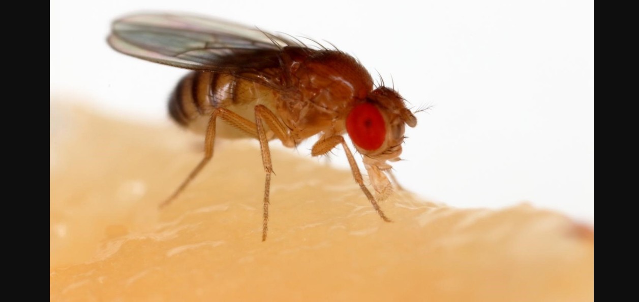 El remedio natural que ayuda a eliminar moscas y mosquitos de la cocina