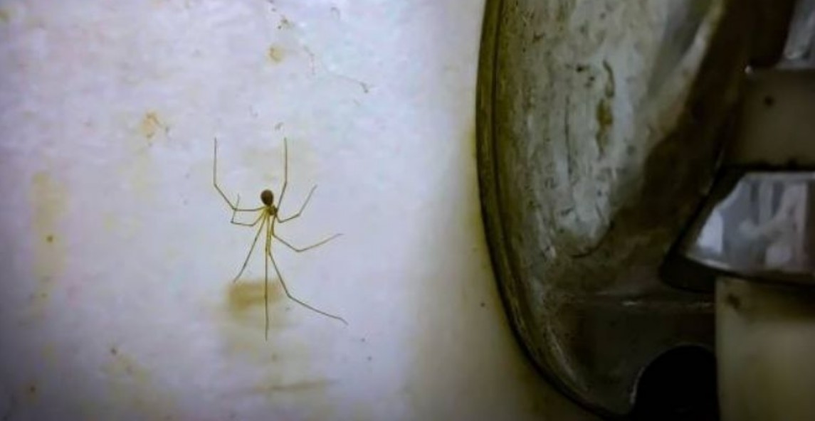 Por qué la ciencia recomienda no matar a las arañas en casa