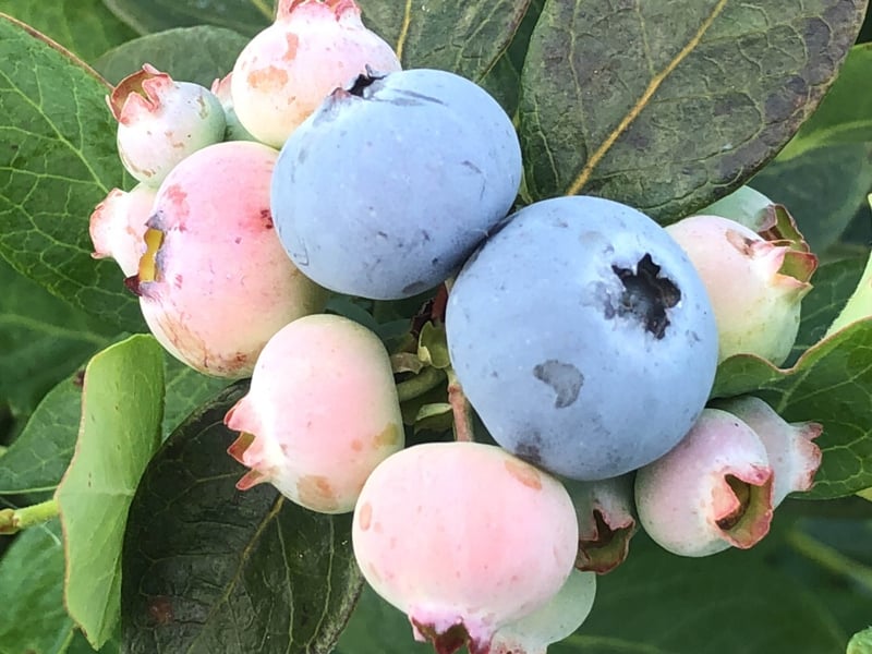 arandanos2