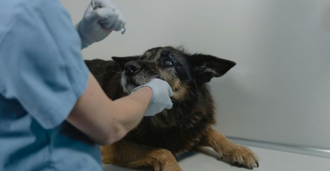 Veterinarios alertan sobre un síntoma en perros que podría indicar una enfermedad grave
