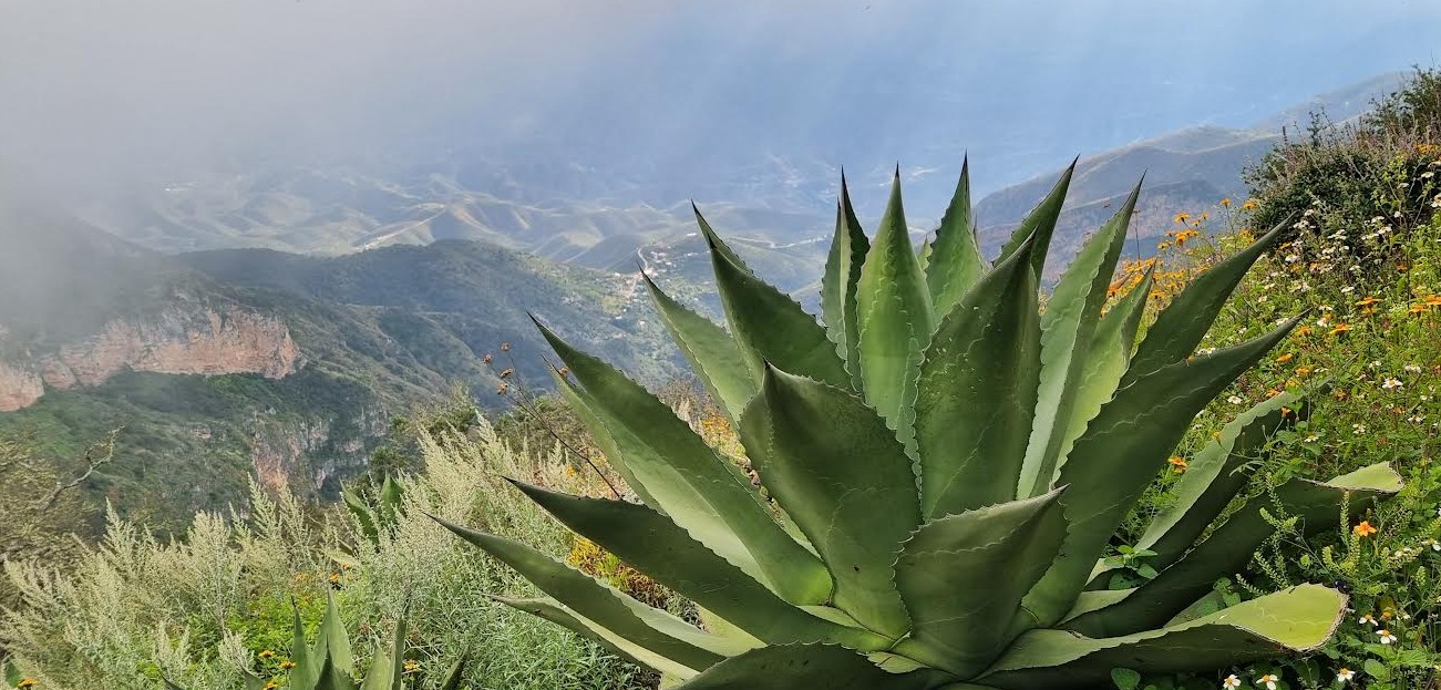 Modelo ambiental impulsa conservación y desarrollo