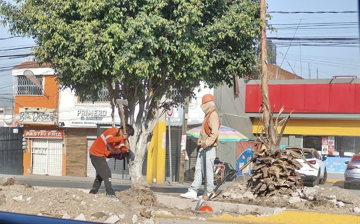 Denuncian tala de árboles en Calzada Zaragoza; regidores no fueron notificados
