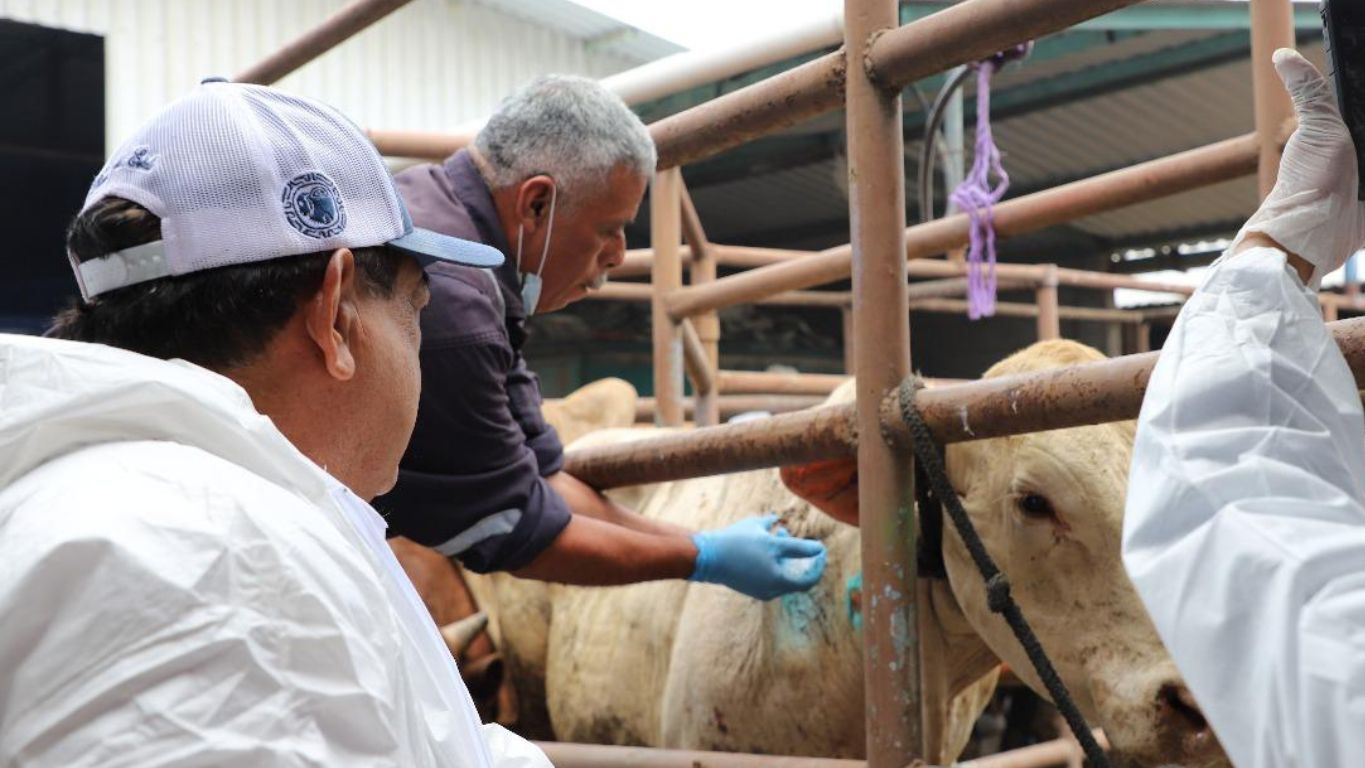 Rastro municipal de Puebla espera autorización federal ante presencia de gusano barrenador
