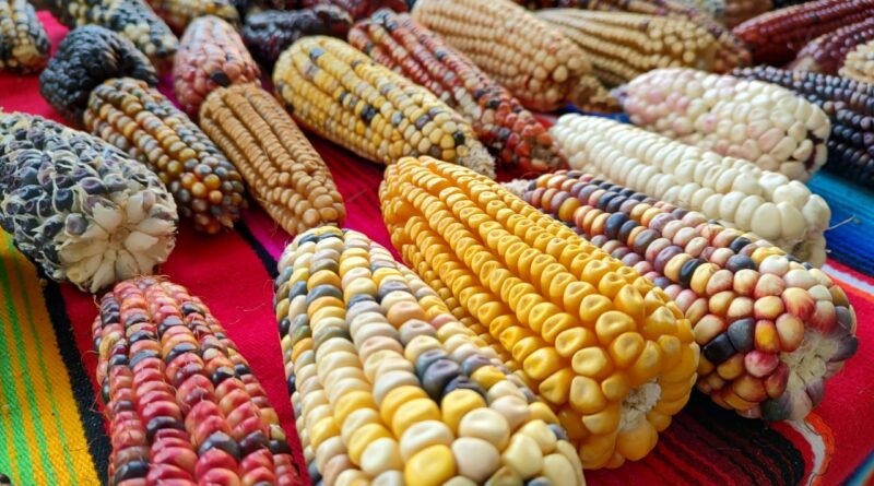 Tlaxcala pone al maíz nativo en el centro y revela por qué puede cambiar el futuro del campo