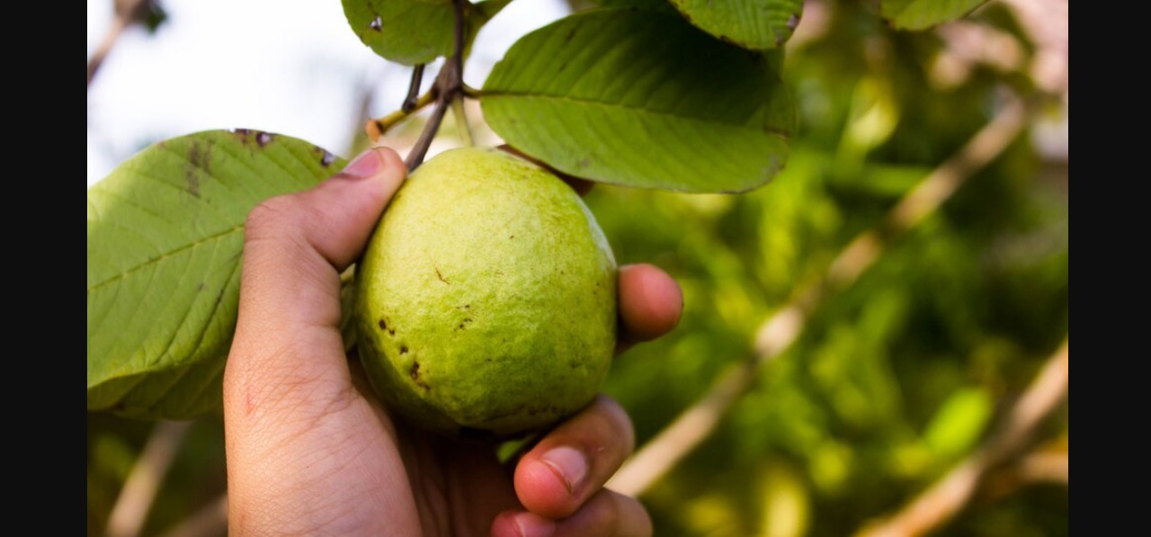 Guayaba: la fruta mexicana que fortalece el sistema inmunológico