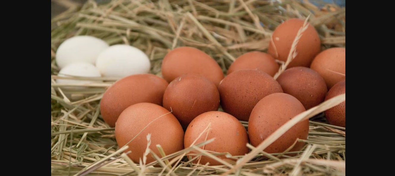 Profeco aclara mitos sobre el huevo y explica por qué es un alimento clave en la dieta