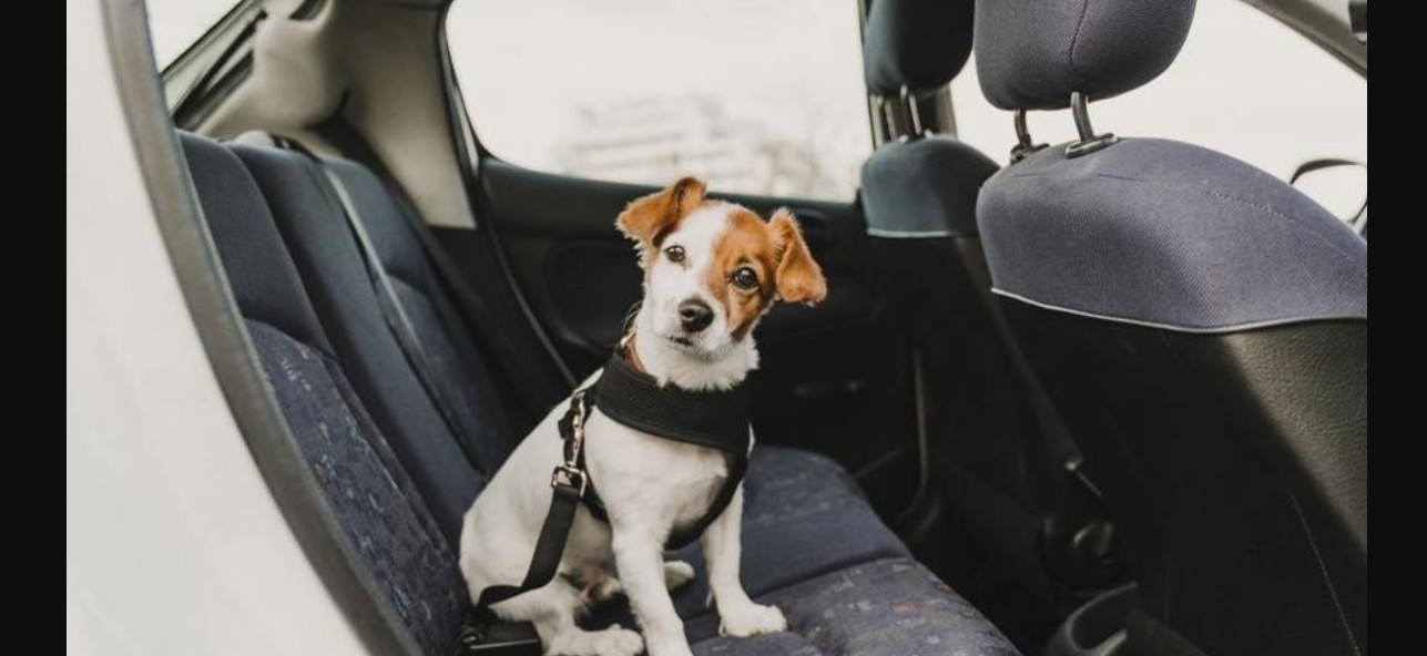 Multa por llevar a tu perro suelto en el auto: lo que debes saber