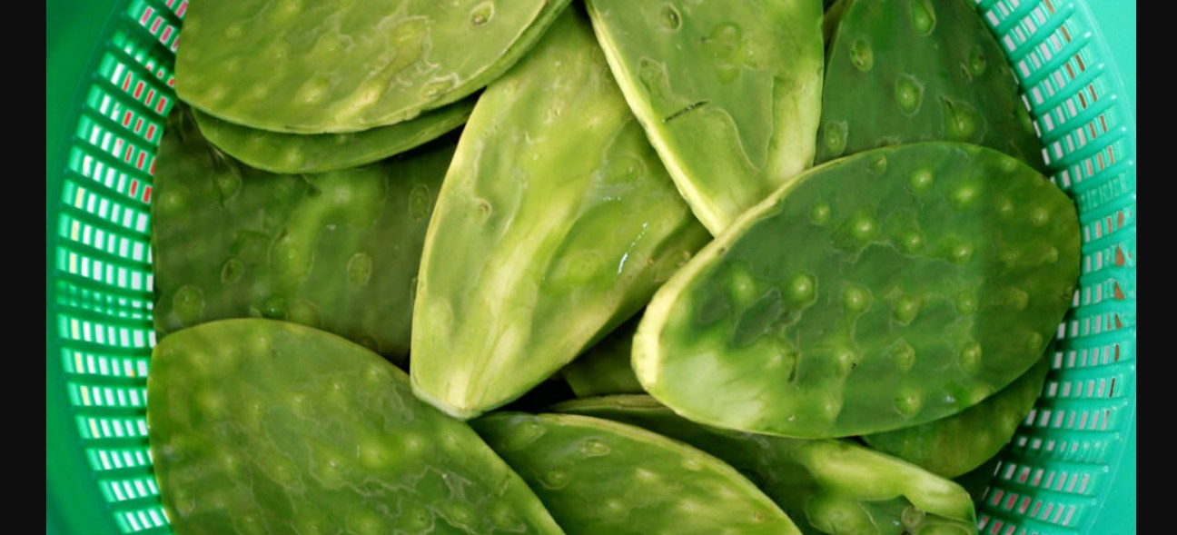 Nopales: el superalimento mexicano que combina historia, nutrición y tradición