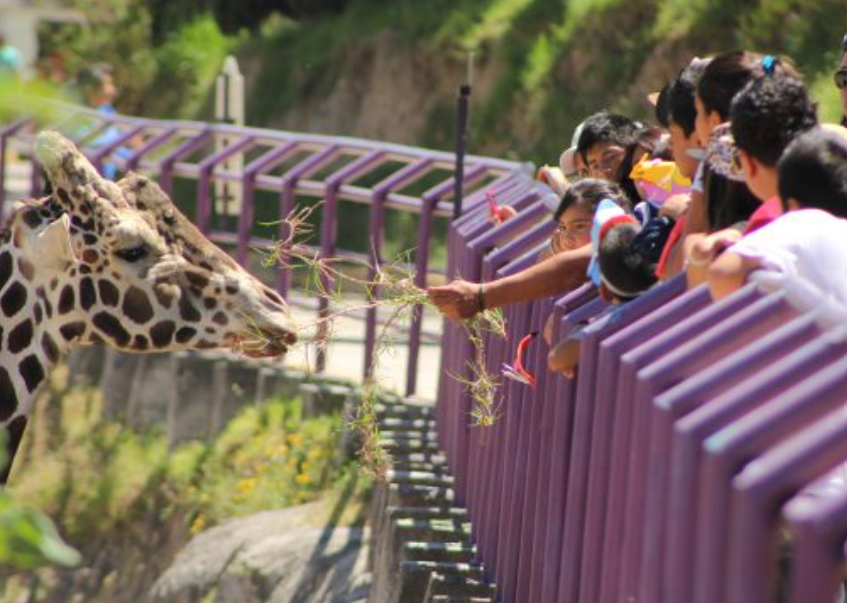 Especialistas del Zoológico del Altiplano durante atención a fauna silvestre.