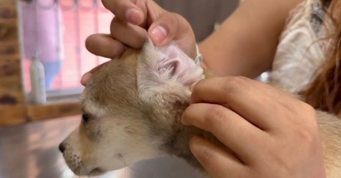 Veterinarios revisan animales por casos de gusano barrenador en Tlaxcala.