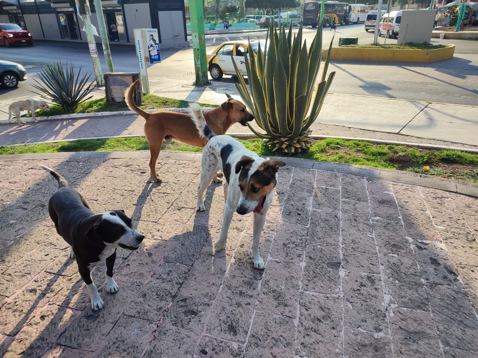 Personal revisa animales por casos de gusano barrenador en Tlaxcala