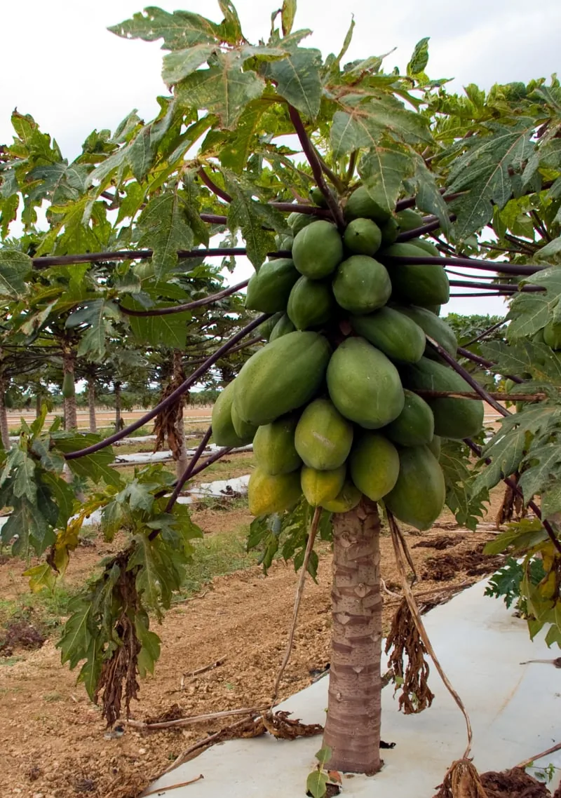 papaya1