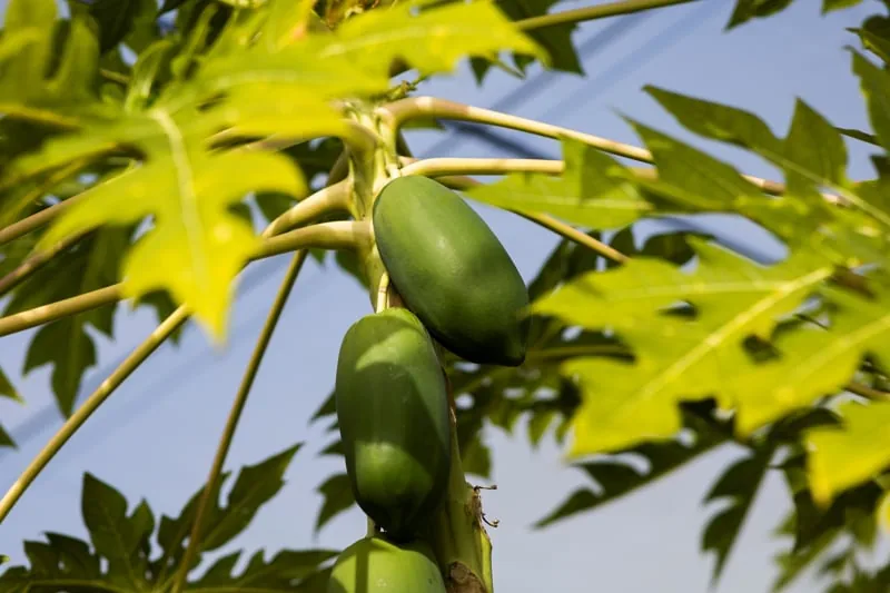 papaya2