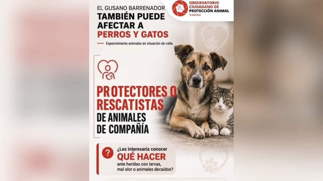 Perro atendido por posible caso de gusano barrenador en Tlaxcala