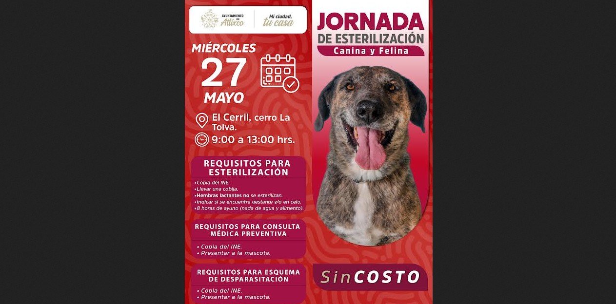 Veterinario revisa perros y gatos durante jornada de esterilización