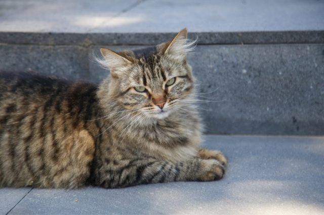 Puebla enfrenta sobrepoblación de gatos; autoridades alertan crecimiento acelerado