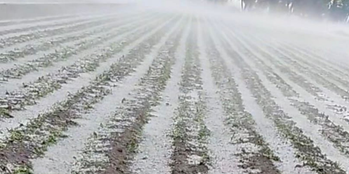 Campos dañados por granizada en municipios de Puebla