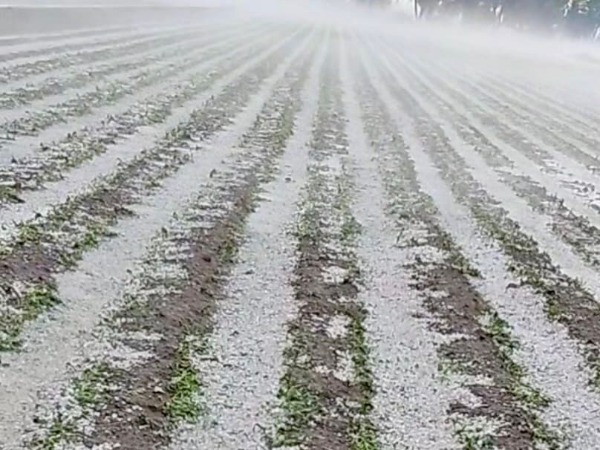 Región Izta-Popo reportó daño en 170 hectáreas de cultivo tras granizada