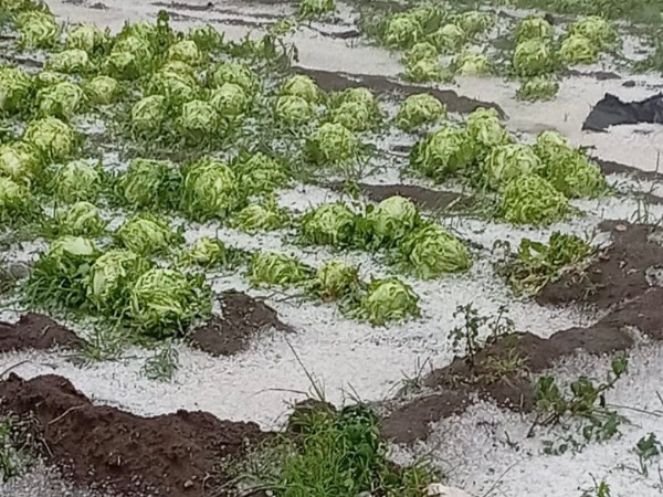 Tlaltenango es el municipio con mayor daño en cultivos tras granizada