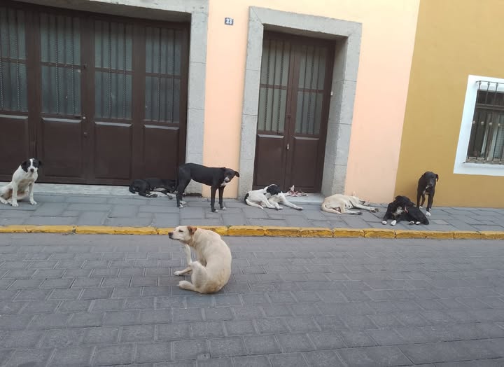 Alertan por gusano barrenador en perros en Tlaxcala y falta de estrategia