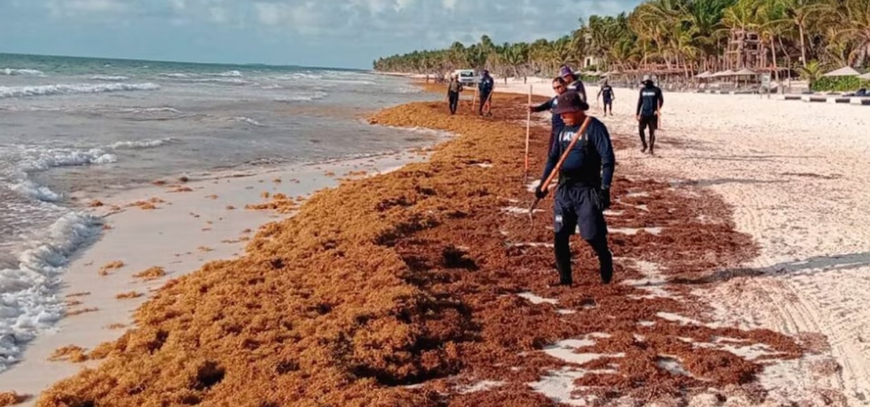 Montones de sargazo acumulados en playa de Quintana Roo