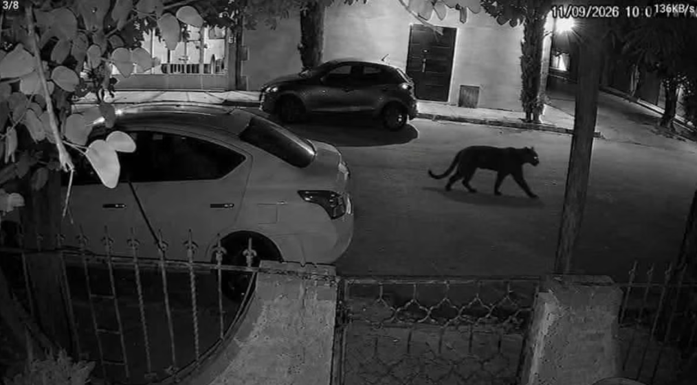 Pantera que habría escapado de una finca en Lerdo