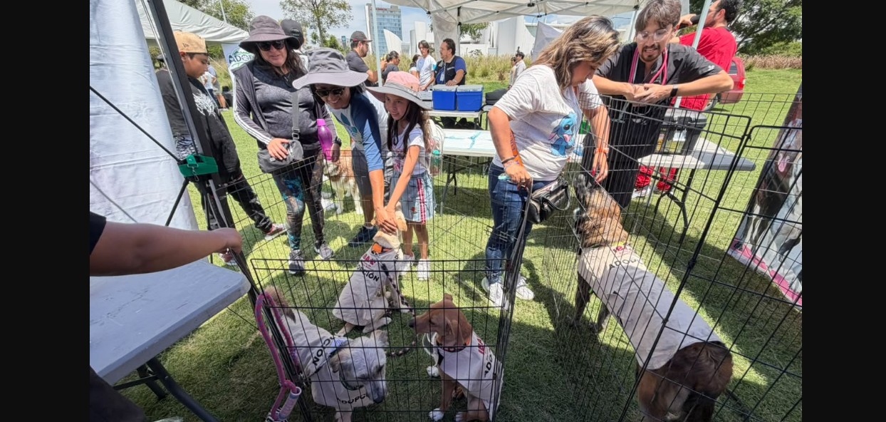 Perros adoptados en Puebla