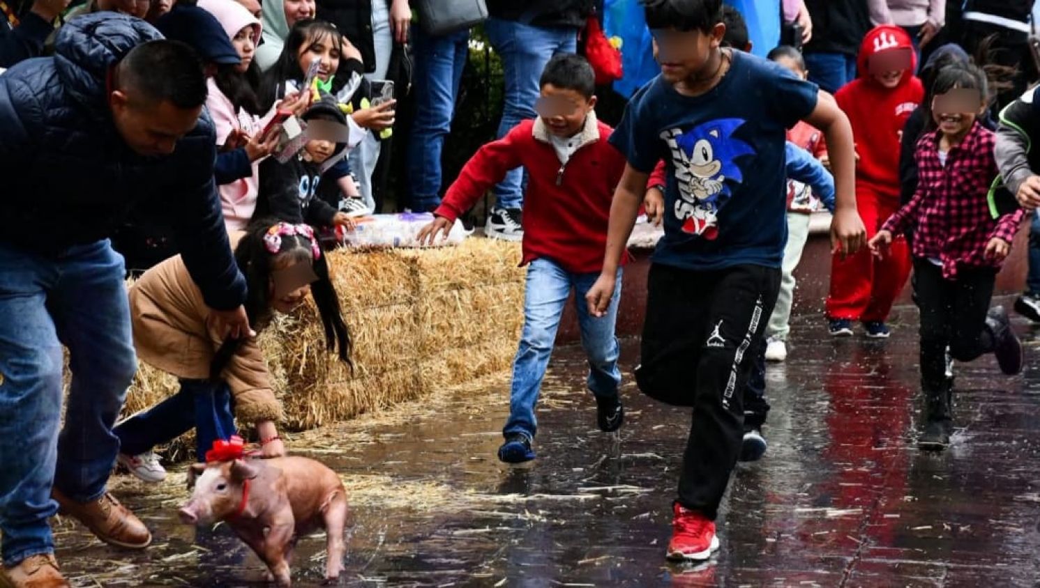 Cerdo durante actividad de puerquito encebado en Ixtulco