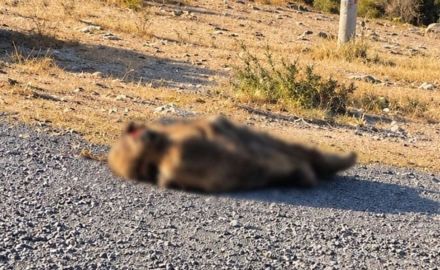 Encuentran a hijo de edil de Tecamachalco