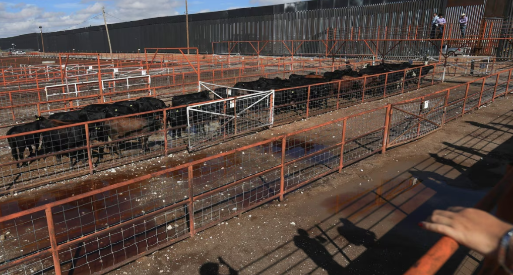 Ganado de Chihuahua listo para exportación a Estados Unidos